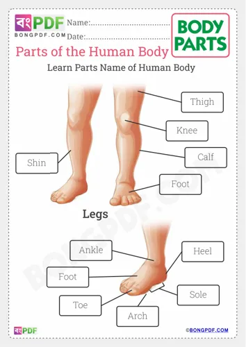 Free Learn Parts Of The Body Worksheet Download
