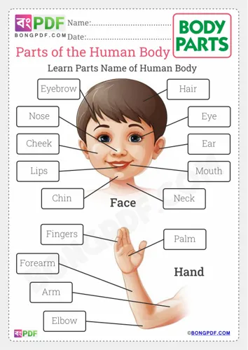 Free Learn Parts Of The Body Worksheet Download