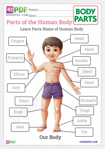Free Learn Parts Of The Body Worksheet Download