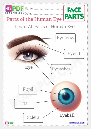 Parts of the Eyes