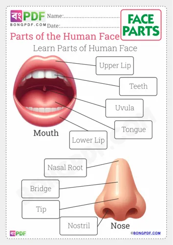 Parts of the Face