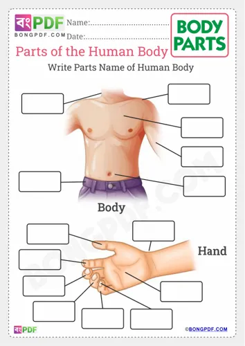 Write parts of the body