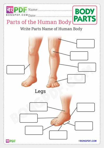 Free Learn Write Parts Of The Body Worksheet Download