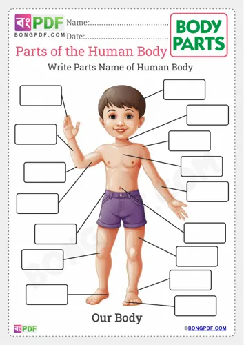 Free Learn Write Parts Of The Body Worksheet Download