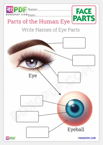 Write parts of the eye