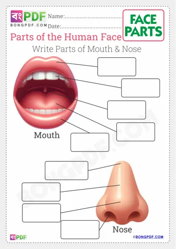 Write parts of the face