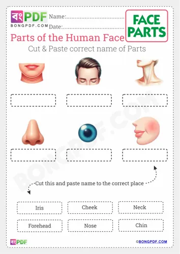 Cut and Paste Face Parts Worksheets