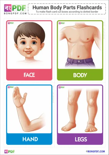 English body parts pictures flashcards