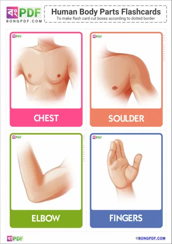 Free Learn English Body Parts Pictures Flashcards Worksheet Download
