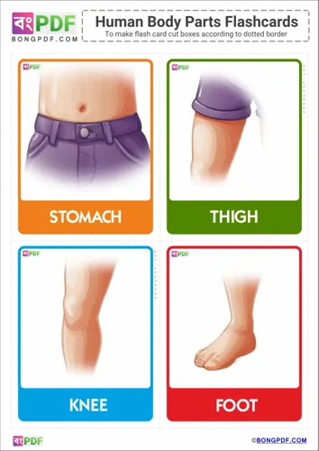 Free Learn English Body Parts Pictures Flashcards Worksheet Download