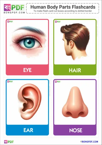 Free Learn English Body Parts Pictures Flashcards Worksheet Download