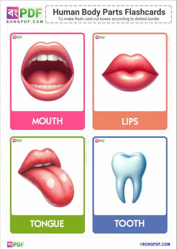 Free Learn English Body Parts Pictures Flashcards Worksheet Download