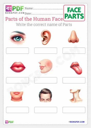 Write Correct Name of Face Parts